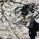 Illustration for article titled Japan Hasn't Seen Cherry Blossoms This Early in 1,200 Years